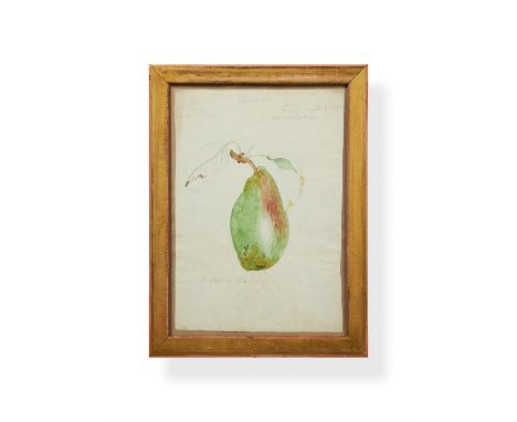 James Sowerby (British 1757-1822)Study of a pearPencil and watercolourVariously annotated29.5 x 21.5cm (11½ x 8¼ in.)Provenan