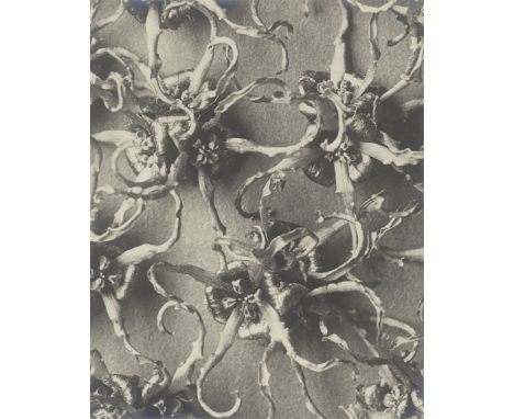 Karl Blossfeldt (Schielo 1865 – 1932 Berlin). Hamamelis japonica, Zaubernuss. 1915/25Vintage. Silbergelatineabzug.  29,8&nbsp