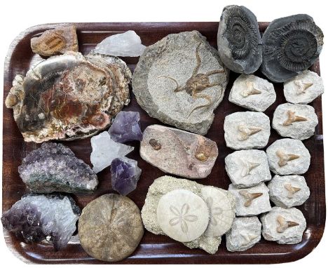 Fossils/Minerals: A Collection of Various Shark Teeth, Fossils and Minerals, to include - ten fossilized shark teeth preserve