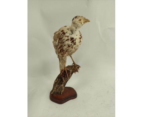 Antique taxidermy figure of a female Common Ring Necked Pheasant perched on a branch, raised on wooden base, approx. 46cm hig