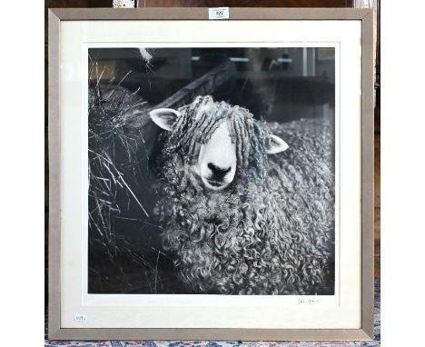 Jane Bown (1925-2014) - large black and white photograph, Sheep, 47 cm square, signed on border, mounted framed and glazed (B