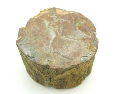 A fossilised part tree trunk, diameter 83cm, 902g