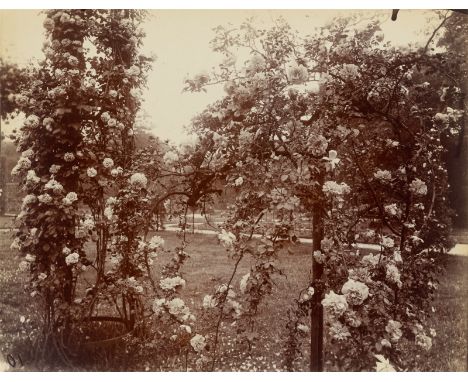 Eugène Atget (Libourne b. Bordeaux 1857 – 1927 Paris). „Roseraie“, Jardin de Bagatelle, Bois de Boulogne. 1921Vintage. Albumi