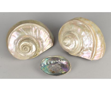 Two Mother of Pearl Shells and a Smaller Abalone Shell