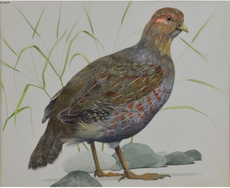 K Lilly study of grouse watercolour signed 22cm x 27cm .  .  