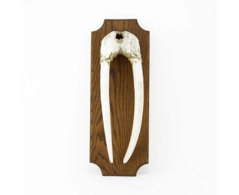 Antique Alaskan Walrus Skull and Tusk Mounted on Wooden Plaque. Repair to skull, split to wooden plaque. Skull and tusk measu