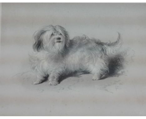 SIR EDWIN HENRY LANDSEER (1802-1873) British
Terrier
Print
Signed with monogram and dated 1841 within the plate, signed in pe