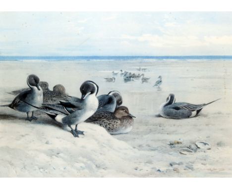 ARCHIBALD THORBURN (1860-1935) British
Mallard on the Shore; and Pintails on the Shore
Limited edition prints
Signed in penci