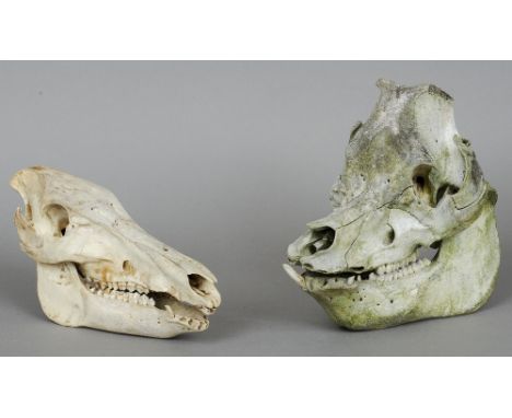 A pig skull together with another skull, possibly of a wild boar
The largest 27 cm high.  (2) CONDITION REPORTS: Losses and s