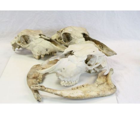 Three vintage Cow Skulls with teeth
