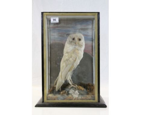 Vintage cased Taxidermy Barn Owl in Naturalistic setting, case approx 47.5 x 35.5 x 25cm