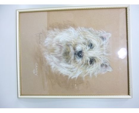 MARJORIE COX Portrait Study of a Cairn Terrier, Pastel, signed, titled and dated 1972, 41cm x 32.5cm, in white and gilt finis