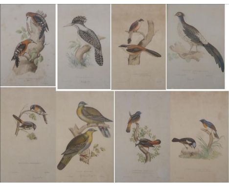 ^ Hullmandel after Gould, ''Vinago Militaris (Green Pidgeon) coloured lithograph, together with seven further ornithological 