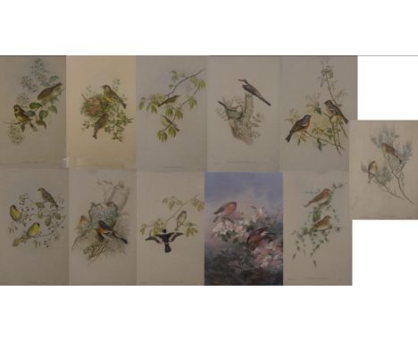^ W. Heart after J Gould ''Muscicapa Collaris'', coloured lithograph, together with nine further ornithological lithographs a