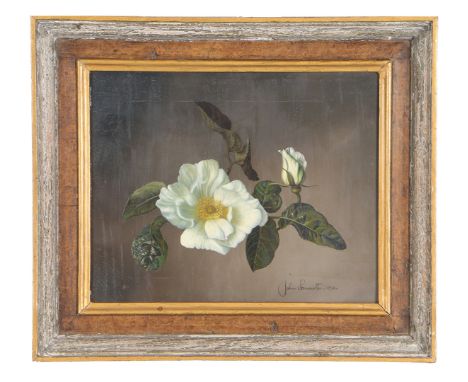 JOHN LANCASTER (BRITISH, 1913-1984). (d) Still life of White Rose signed and dated '1956 (lower right), oil on canvas 18cm x 