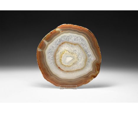 A fine cut and polished agate slice with variegated bands of brown and white, with formations of honeycomb crystals.  494 gra