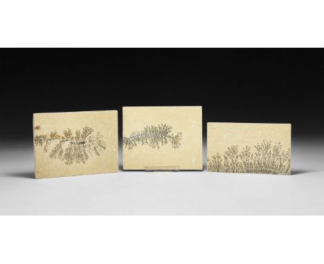 A group of three sawn rectangular shale specimens with manganese oxide dendrites.  333 grams total, 92-97mm (3 1/4"). From a 