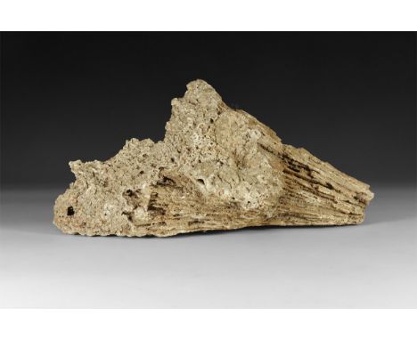 Ordovician to the Permian Period, 485-358 million years PB. A fossil of tabulate corals, defined by a skeleton of calcite wit