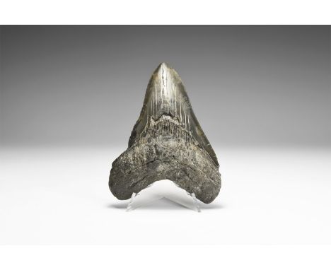 Pliocene Period, 5.2 - 2.5 million years BP. A large Carcharocles megalodon shark tooth from Georgia, USA, with good serratio