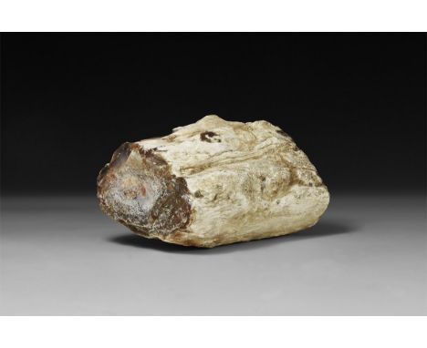 Late Triassic Period, 225 million years BP. A large limb section of petrified wood.  1.6 kg, 14cm (5 1/2"). From a historic ‘
