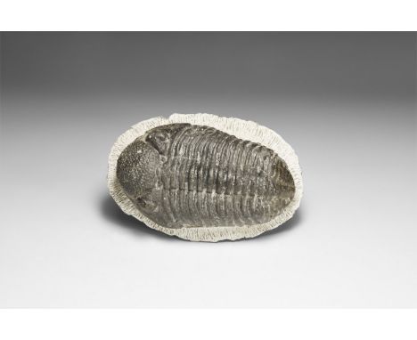 Upper Devonian Period, 385-359 million years BP. A large Phacops rana trilobite on a matrix from Alnif, Morocco.  655 grams, 