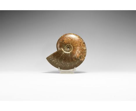 Cretaceous Period, Albian Stage, 113-100 million years BP. A large A-grade polished Cleoniceras sp. ammonite from Madagascar,