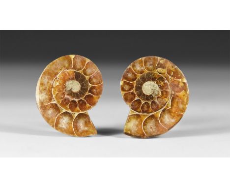 200-144 million year BP. A cut and polished ammonite pair showing internal chambers and crystal structure, in white card tray