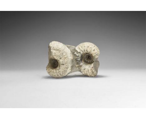 Lower Jurassic Period, 199-175 million years BP. A pair of Liparoceras pseudostriatum fossils from the Blockley Clay Pit, Pax