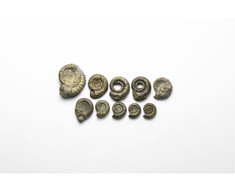 Early Jurassic Period, Lower Lias stage, 200-195 million years BP. A group of ten small pyrite ammonites, mainly Crucilobicer