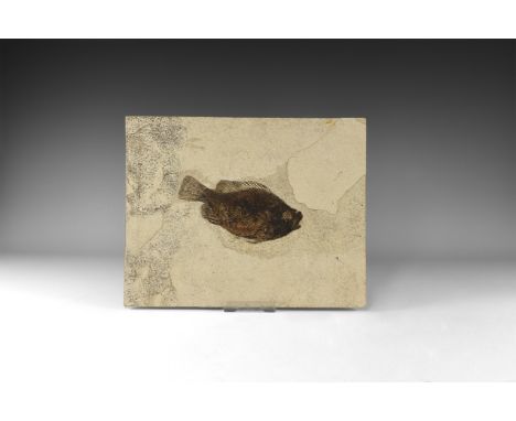 Eocene Period, 58-36 million years BP. A fossil Priscacaraliops sp. fish from the Green River Formation, Lincoln County, Wyom
