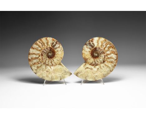 Cretaceous Period, Albian Stage, 113-100 million years BP. A large A-grade cut and polished Cleoniceras sp. ammonite from Mad