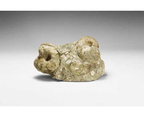Lower Jurassic Period, 199-175 million years BP. A free-standing display of two, and one partial, Eleganticeras elegantulum a