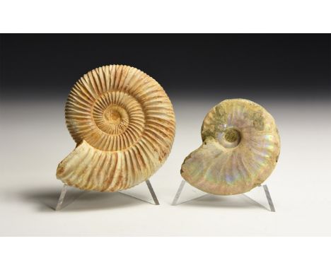 Middle Jurassic Period, 170 million years BP. A group comprising: a Parkinsonia sp. ammonite from Madagascar; another unident