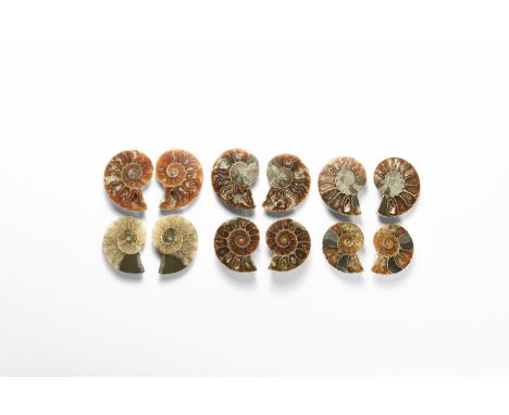 Cretaceous Period, Albian Stage, 113-100 million years BP. A group of six A-grade cut and polished Cleoniceras sp.and Desmoce