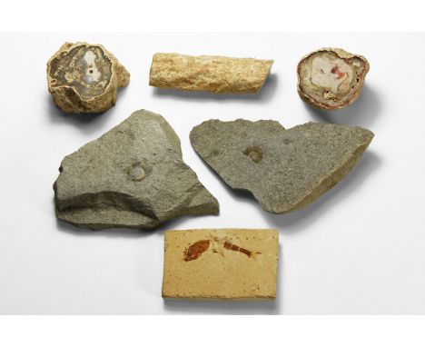 225-100 million years BP. A mixed group of fossils comprising of: three fossilised cut and polished tree branch sections, a f
