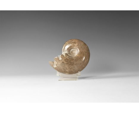 Jurassic Period, Bacocian stage, 168-172 million years BP. A large polished oolite Sloenbachia sp. chambered ammonite, discov