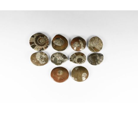 A group of ten cut and polished ammonites showing crystal structure to the internal chambers.  425 grams total, 50-60mm (2 - 