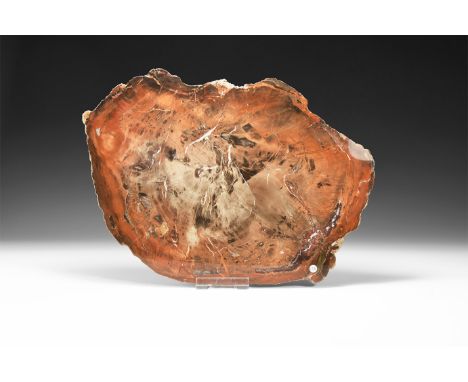 Late Triassic Period, 225 million years BP. A large polished trunk section of petrified wood with veins of quartz crystals in