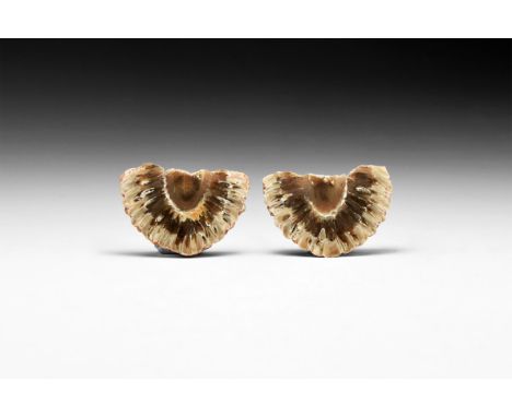 Jurassic Period, 199-145 million years BP. A detailed and colourful fossil pine cone pair Araucaria Mirabilis; in white card 