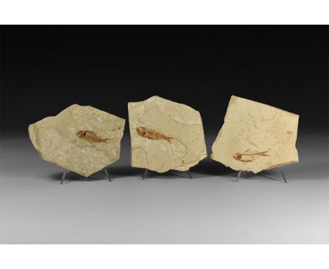 Eocene Epoch, 56-49 million years BP. A group of three Knightia sp. fossil fish preserved in calcareous shale.  434 grams tot