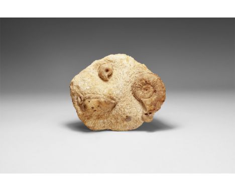 Jurassic Period, Inferior Oolite, Sauzei Zone, 200-161 million years BP. A display of an Emileia (Otoites) contractus ammonit