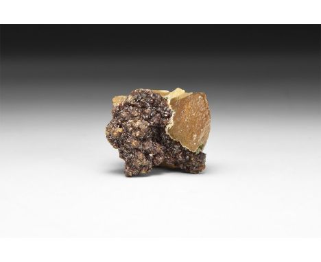 A fine specimen of small dark orange sphalerite crystals and larger dark yellow calcite crystals; in white card tray with lab