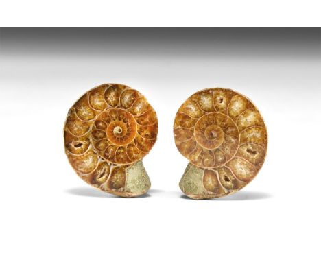 Jurassic Period, 200-145 million years BP. An A-grade cut and polished ammonite from Madagascar, showing internal chambers an