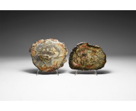 Late Cretaceous period, 100-66 millions years BP. A group of two cut and polished dinosaur coprolite slices from Hell Creek F