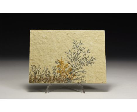 A sawn rectangular shale specimens with manganese oxide dendrites.  162 grams, 11.5cm (4 1/2"). From a historic ‘Victorian Mu