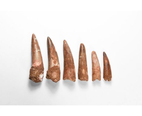 Cretaceous Period, Aptian Stage, 125-113 million years BP. A group of six large dinosaur teeth from Spinosaurs maroccanus fro