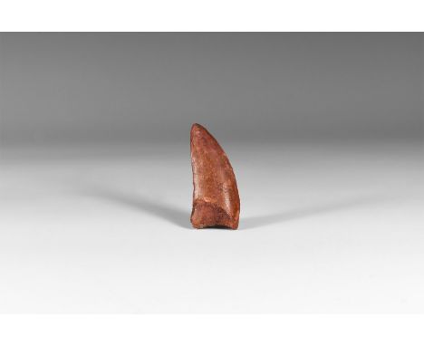 Cretaceous Period, 145-65 million years BP. A dinosaur tooth, Carcharodontosaurus saharicus (African T-rex) from the Tegana F
