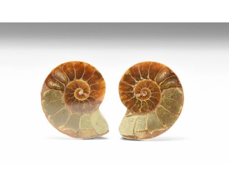 Jurassic Period, 200-145 million years BP. An A-grade cut and polished ammonite from Madagascar, showing internal chambers an