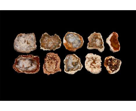 Triassic Period, 251-199 million years BP. A group of ten cut and polished slices of petrified wood showing varying colours t