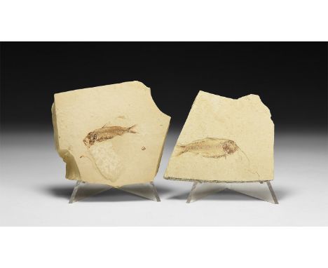 Eocene Period, 58-36 million years BP. A group of two fossil Knightia eocaena fish each on a shale matrix, in white card tray